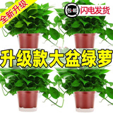 绿萝盆栽室内植物新房家用吸除甲醛净化空气水培绿植花卉长藤绿萝 120#原盆自动吸水【4盆】+2包肥