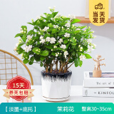 开时果 茉莉花盆栽浓香型 桌面绿植物阳台花卉树苗盆景摆件源头直发包邮 精品茉莉花5-10株【淡墨瓷盆】