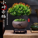 京悠雨金丝楠木小叶赤楠盆景老桩盆栽苗花卉办公室内桌面小绿植好养四季 小叶赤楠+舍得陶瓷圆盆+方形底托+苔藓+肥料 不含托盘