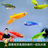 云峰海瑞热带鱼 观赏鱼 观赏鱼小型 斑马鱼 活体 热带鱼活体 小型鱼 活鱼 斑马鱼30条【品种颜色随机】