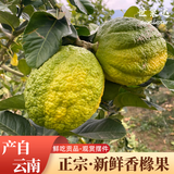 世果达云南香橼果新鲜现摘枸橼子食用闻香观赏金佛手柑贡品高山香缘 2斤装【闻香用】