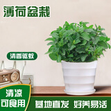 京云梦薄荷盆栽食用可食用多年生阳台好养薄荷盆景植物塑料盆源头直发