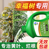 领沃植物通用营养液花肥料家用浓缩盆栽发财树富贵竹绿萝多肉水培花卉 【幸福树专用营养液】2500ml*1瓶