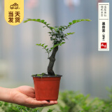 开时果 各类小盆栽绿植素材苗 小叶赤楠造景微景观植物盆景源头直发包邮 小叶紫檀（独杆）