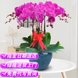 爱彤 鲜花速递蝴蝶兰盆栽带花苞大盆真花卉公司年宵花送客户领导乔迁 8株紫色蝴蝶兰【瓷盆随机】 同城配送 支持预约日期