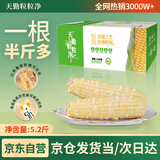 天勤粒粒净有机精品白糯玉米10穗*260g（5.2斤）鲜食玉米棒低脂玉米早餐代餐