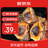 鲜京采【活鲜】大海螺鲜活1斤 中规格共5-7只 源头直发 海鲜水产