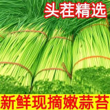 京喜自营新鲜蒜苔现采现发生鲜蔬菜京东超市同款即食蒜苔 新鲜蒜苔 2斤