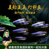 美人雾 灯科鱼热带鱼小型观赏鱼活鱼活体红绿灯鱼淡水草缸群游 帝王灯鱼10条