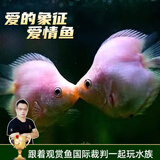 云峰海瑞 水族箱小型热带鱼观赏鱼活体红绿灯鱼淡水水族电光鱼美人天使鱼 接吻鱼3条