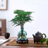 佰花锦水培植物室内花卉绿植盆栽办公室四季常青好养活桌面盆景懒人首选 水培小玻璃瓶+文竹+圆形底座 整体高度约10-20cm/不同植物高度不同