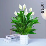 行湘白掌绿植盆栽桌面花卉水培 白掌+白色塑料泡泡吸水盆 源头直发