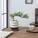 八芽悬崖六月雪盆栽金边老桩弯枝造型中式禅意盆景客厅桌面好养绿植 六月雪-PVC小甜甜圈盆-紫砂托盘-圆木托 带盆栽好