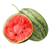 吊秧小西瓜 约1.5kg