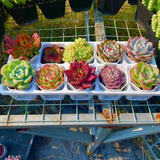 多肉组合盆栽阳台盆栽喜阳植物新手福利按图发货品种花卉好养 10颗5-7厘米按图带盆栽好带托架