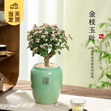 开时果 金枝玉叶盆栽多肉植物盆景 办公室内桌面花卉小绿植源头直发包邮 【棒棒糖】青釉福字盆+黄金沙