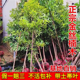 小叶金丝楠木树苗大树正宗名贵树苗地栽盆栽南北方种庭院绿化苗木 高度50-70cm【带土带叶】