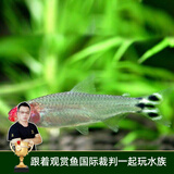 云峰海瑞 热带鱼 观赏鱼灯科鱼 观赏鱼小型淡水鱼草缸群游 热带鱼活体 红鼻剪刀鱼 8+2备损 共10条