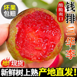 甜萌果蔬三华李【现货】广东红心李新鲜酸甜孕妇水果银妃红心李子整箱送礼 2斤实惠装【单果约30g+】净重1.8