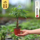 开时果 各类小盆栽绿植素材苗 小叶赤楠造景微景观植物盆景源头直发包邮 五辩发财树（小杯）