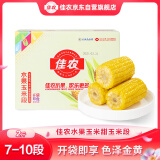 佳农东北水果玉米段2斤 7-10段 开袋即食 早餐搭档 源头直发 礼盒包邮