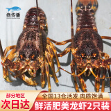 渔传播【活鲜】鲜活南非龙虾200-250g/只*2只小澳龙龙虾仔 包活源头直发