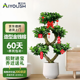 爱优尚金钱榕招财摇钱树盆栽办公室客厅室内大绿植盆景乔迁开业源头直发
