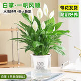 行湘白掌盆栽一帆风顺绿植盆栽花卉室内好养 小白掌+早安盆 源头直发