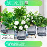 绿有意绿植盆栽桌面水培绿植办公室植物懒人好养盆景水养植物 【6盆净化】 含盆