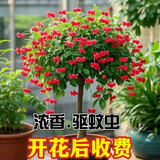 驱蚊虫金丝吊蝴蝶花卉绿植盆栽室内外阳台四季开花 红色【浓香耐寒+驱蚊虫】四季开花 花期300天10年苗【买一送一】开花爆满