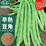 寿禾 四季豆种子种苗无筋蔬菜种籽 潍育玉条四季豆种子100g(大规格)