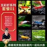 云峰海瑞黑壳虾清洁虾观赏虾 鱼缸水族箱水草缸清洁除藻淡水 漂亮五彩虾系列套餐01