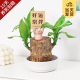 开时果 巴西木盆栽带芽发货 幸运木格鲁特水培植物懒人盆栽源头直发包邮 白玉蝶+小粉猪（卡片随机） （直径7-8cm）