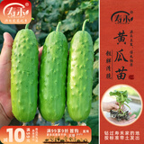 寿禾 蔬菜苗活苗带土发货大全菜苗种苗春季各种秧苗山东寿光苗子阳台 旱黄瓜苗5棵