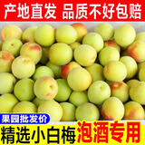 储褚顺丰发货 云南青梅果 酸脆梅子 泡青梅酵素梅子 当季生鲜泡酒青梅 精选3斤白梅大果
