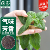 寿禾 薄荷种子种苗可食用盆栽香草花草种籽 潍育柠檬薄荷种子2千粒