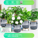 绿有意绿植盆栽桌面水培绿植办公室植物懒人好养盆景水养植物 【6盆热销组合】 含盆