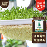 北蔬 水培蔬菜种子豌豆芽苗菜无土栽培四季种 红玉豌豆芽苗菜种子500g