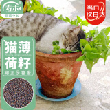 寿禾 猫薄荷种子种苗盆栽猫零食香草种籽 潍育寿艺猫薄荷种子1千粒