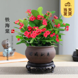 开时果 铁海棠盆栽带花发货 虎刺梅四季开花卉植物盆景绿植源头直发包邮 【铁海棠】马到成功盆+圆底托