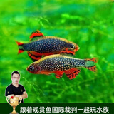 云峰海瑞 观赏鱼活体中小型热带鱼红绿灯鱼淡水水族鱼宠物接吻鱼虎皮鱼 火翅金钻5条（银河斑马）