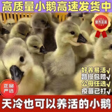 潮汕狮头鹅苗正宗一斤汕头小狮头鹅活苗特大种纯种狮头鹅成年幼苗 买4送1 共5只【单只3两左右】