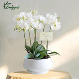 Only you【2小时达】白色蝴蝶兰带花苞花剑花盆真花盆兰花开业生日母亲节 6株白色（瓷盆随机）