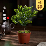 开时果 小叶紫檀盆栽桌面绿植黑骨茶 好养活办公室植物盆景源头直发包邮 小叶紫檀+原生盆
