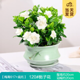 开时果 栀子花盆栽浓香型带花苞发货 阳台花卉好养绿植物源头直发包邮 梅青617瓷盆+底托【120#栀子花】