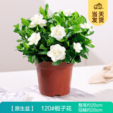 开时果 栀子花盆栽浓香型四季开花卉 阳台花卉好养绿植物源头直发包邮 简易盆【120#栀子花】