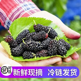 鲜级佳桑葚鲜果 现摘新鲜桑椹无沙免洗四川桑葚果孕妇应季时令水果 酵素 净重2斤顺丰现摘现发
