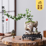 开时果 金边六月雪盆栽悬崖飘枝造型 中式禅意桌面绿植盆景源头直发包邮 禅意静字盆+小和尚+苔藓+底托