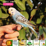 朗缤 鹦鹉活体鸟活物虎皮鹦鹉宠物活鸟玄凤鹦鹉手养鸟会说话幼鸟幼崽 一只蓝斑（公母可选）