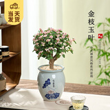 开时果 金枝玉叶盆栽多肉植物盆景 办公室内桌面花卉小绿植源头直发包邮 【棒棒糖】荷为贵瓷盆+黄金沙
